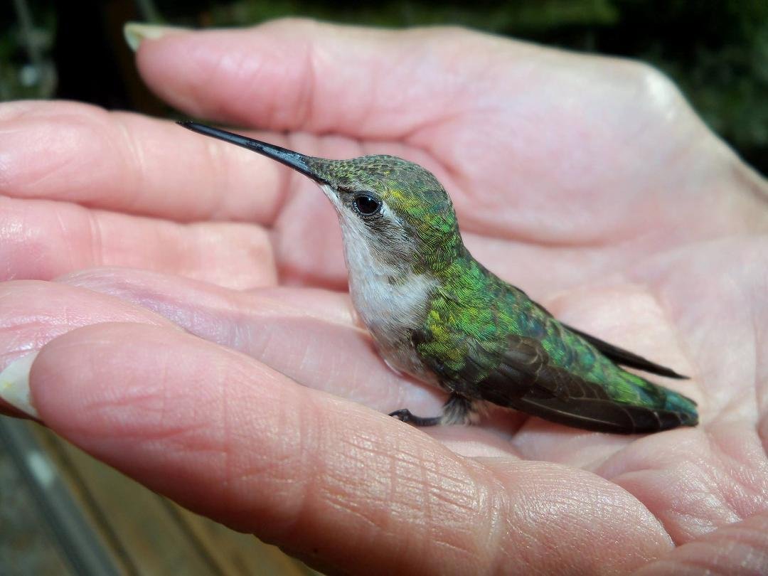 Lesli found this Hummer on the deck stunned from hitting window. It later flew away.