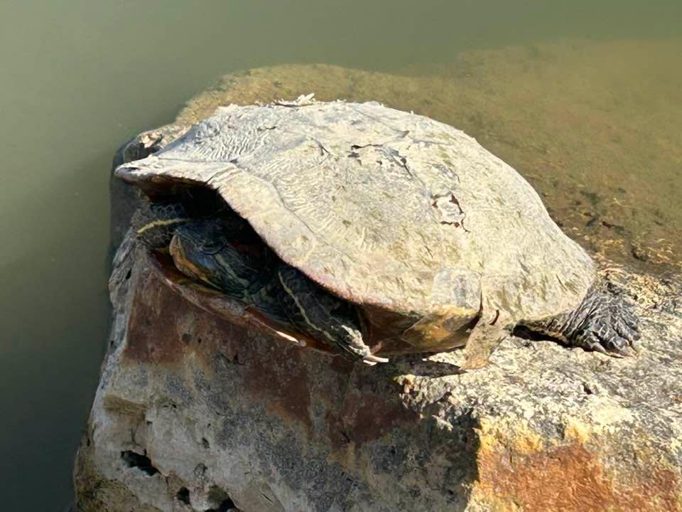First spotting of a turtle at Delco Park Lake!!! Photo courtesy of Dave B