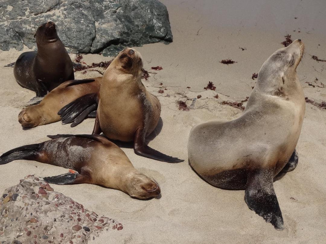 Michael Mueller's album, San Diego Trip