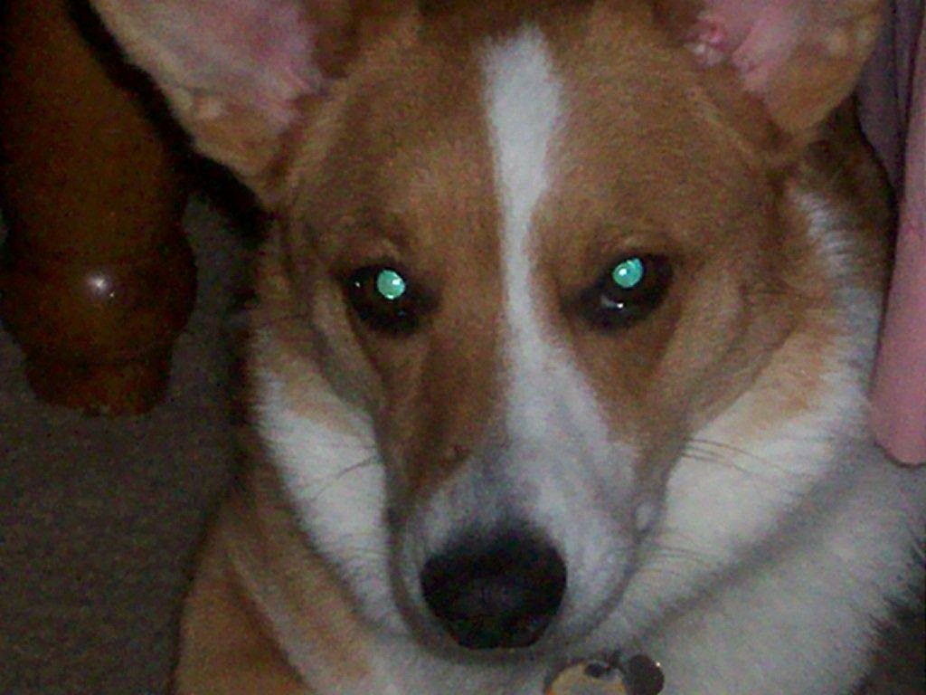 this is Rex the stupidist dog ever