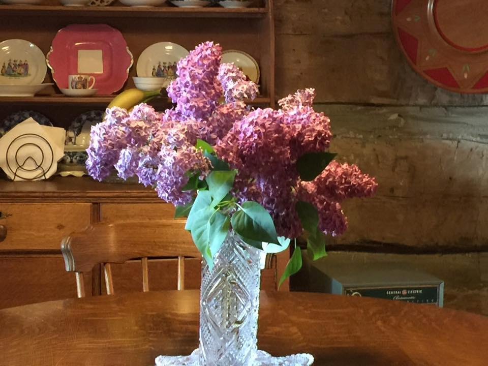 Grandma Clayton's lilacs were spectacular this year