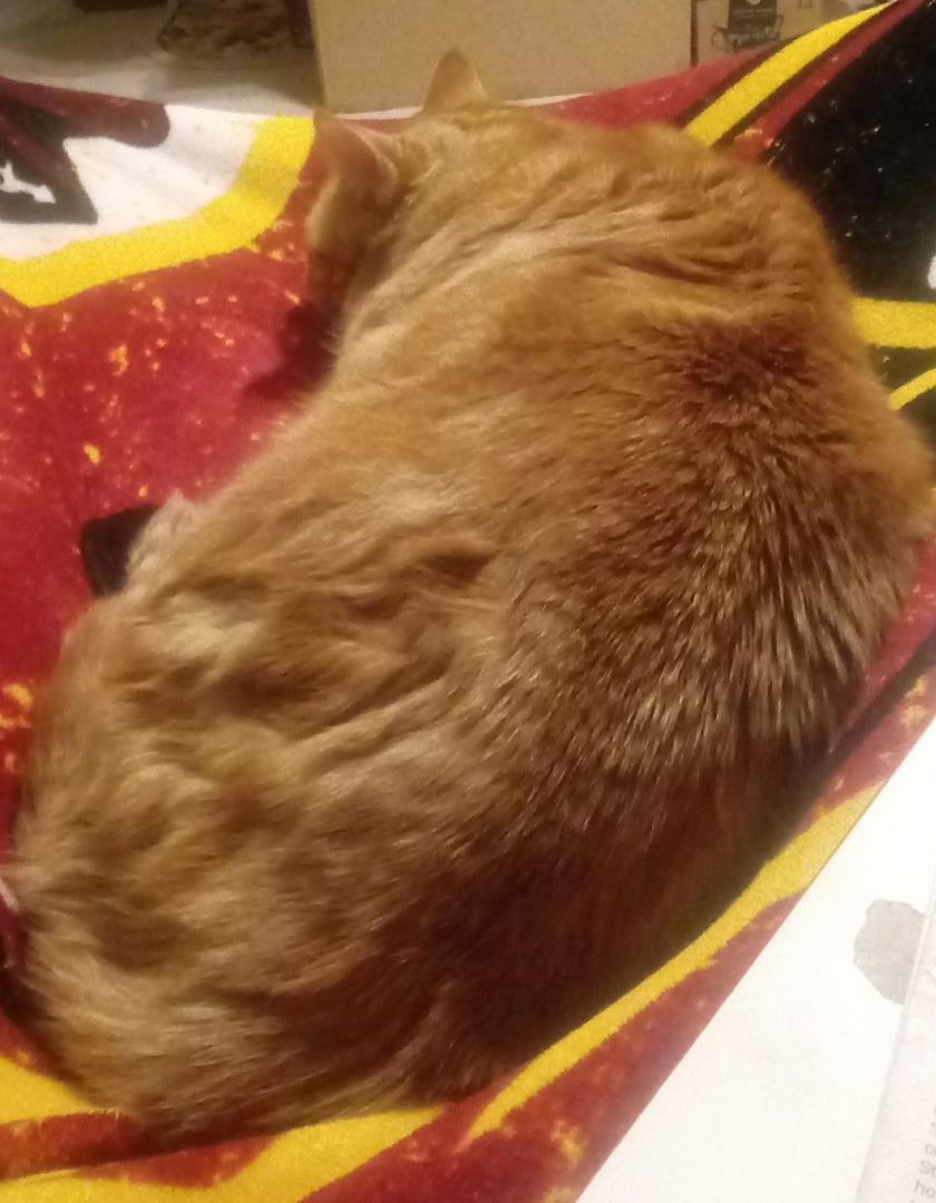 My lap buddy tonight. Butters