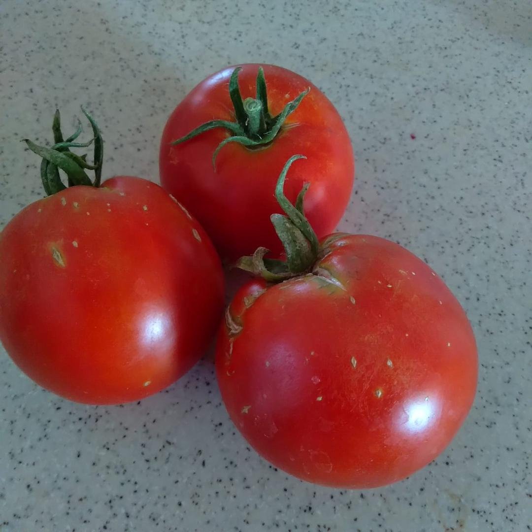 HAPPY FOURTH OF JULY!
Freshly picked this morning!
My mom said, her Kansas relatives always wanted to have fresh, home- grown tomatoes by the 4th, and here they are!