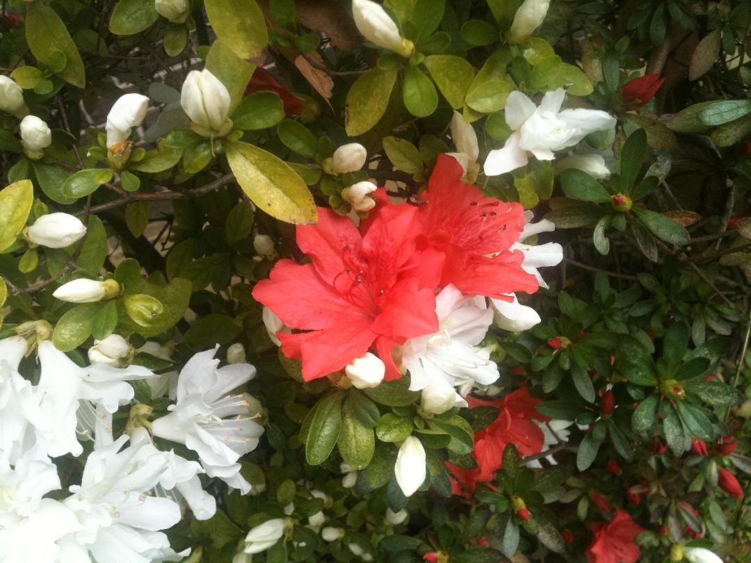 Nancy Rainwater's album, Mobile Uploads