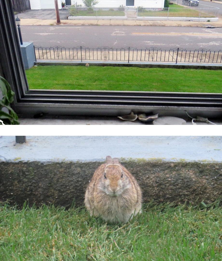 Couldn't find the "phobia" word for the fear that somewhere, somehow, a bunny is watching you.
