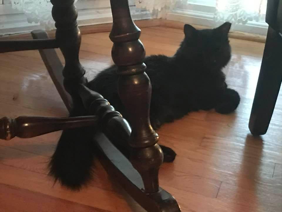 Cat living dangerously.