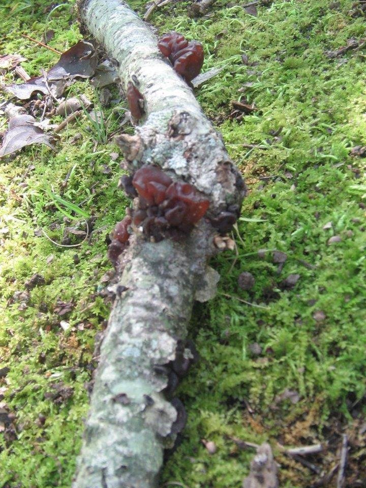 Fungus on branch that looks like dried cherries.  Photo taken Sep 9, 2011.  Wikipedia: Heterobasidiomycetes or jelly fungi is a paraphyletic group of several fungal orders: Tremellales, Auriculariales, Dacrymycetales.[1] Th