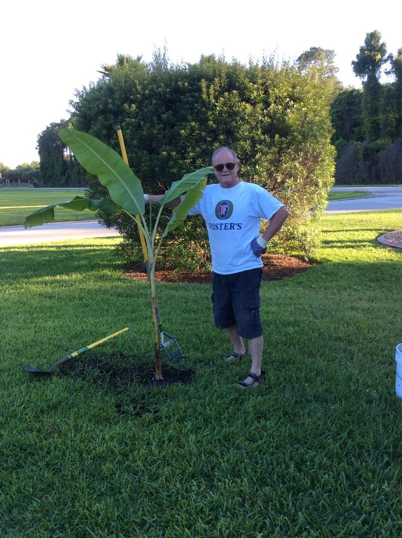 Ed's new banana tree🐒