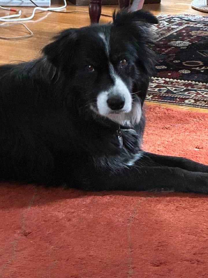 Just lounging around on a chilly Sunday afternoon. Next walk in 30 minutes. I’ll get the old guy moving in a few minutes.