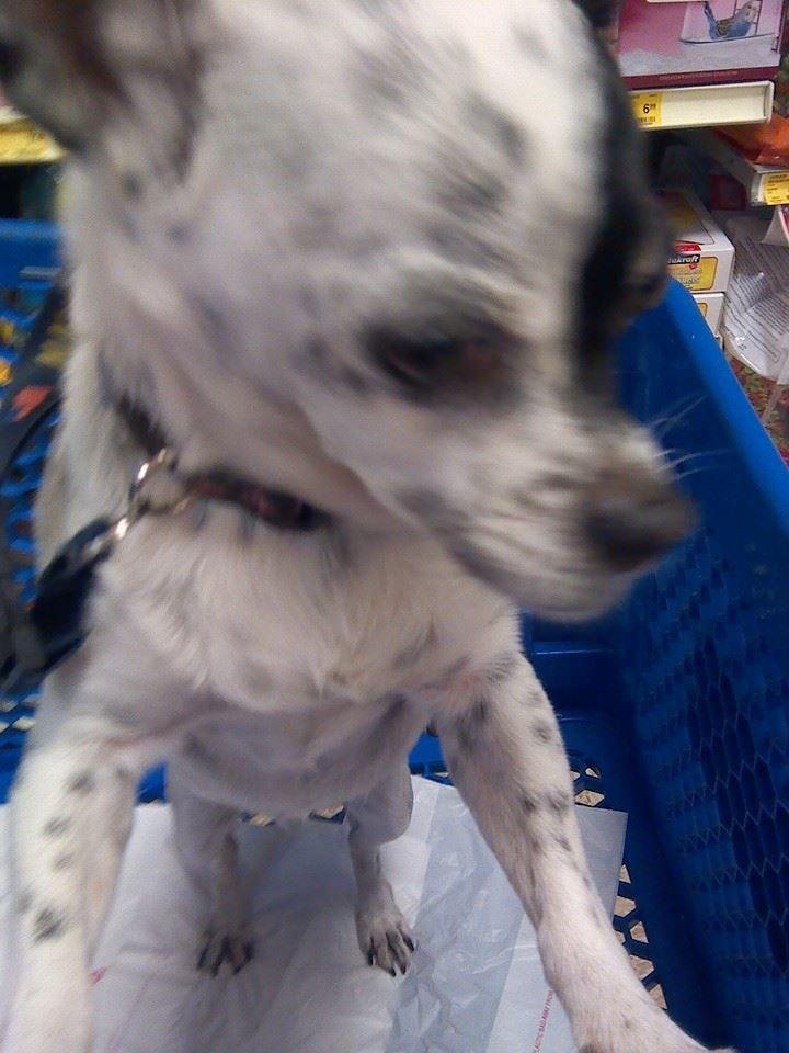 Sadie at petsmart