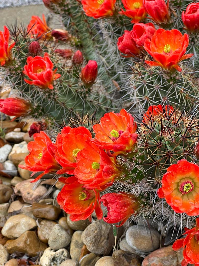 My beautiful cactus.