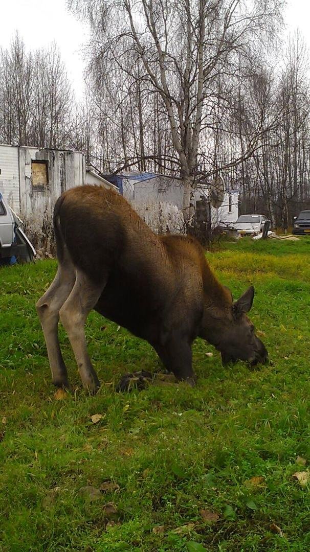 This was in my yard