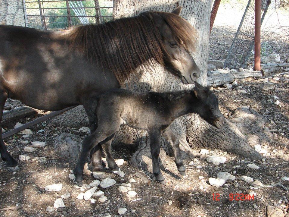 Blueberry princess and her 2012 filly