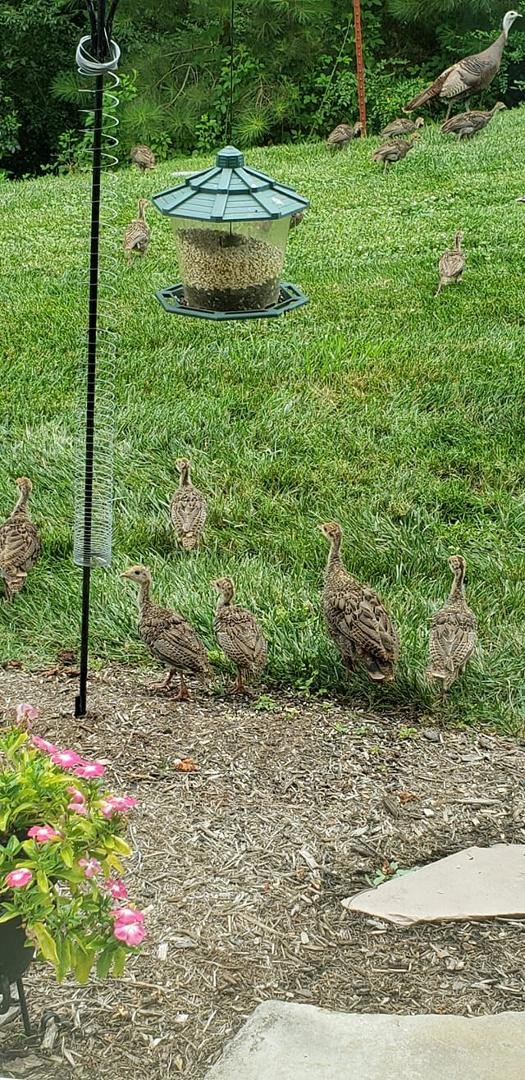Just had a visit from a neighborhood turkey family, 2 adults and 15 chicks!!
🦃🦃🦃🦃🦃🦃🦃🦃🦃🦃🦃🦃