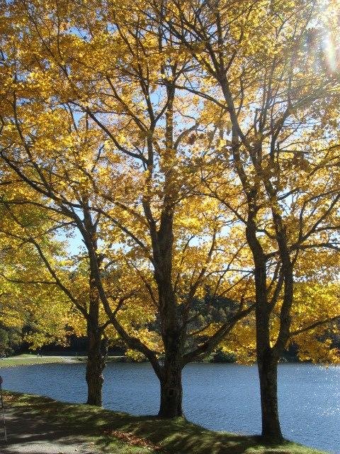 Cherye Pace's album, Timeline Photos