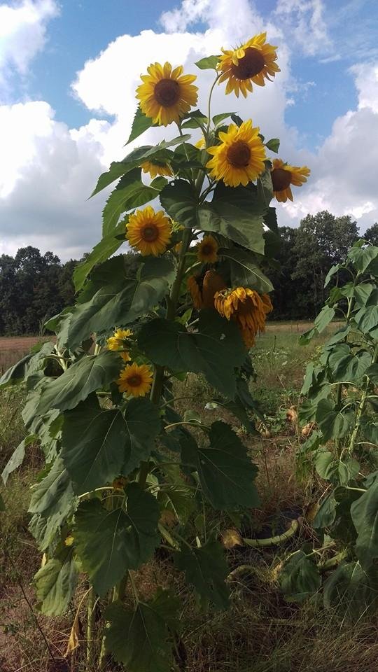 Nadine's sunflower went rogue!