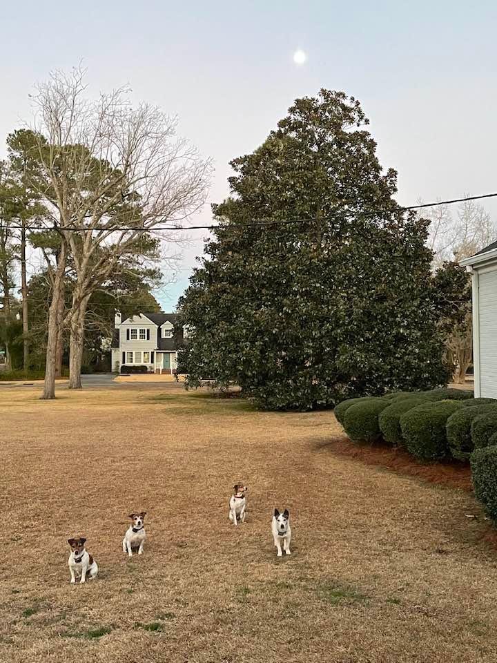 Full Moon … needs extra Jack Russell Terrier Security … We got this!