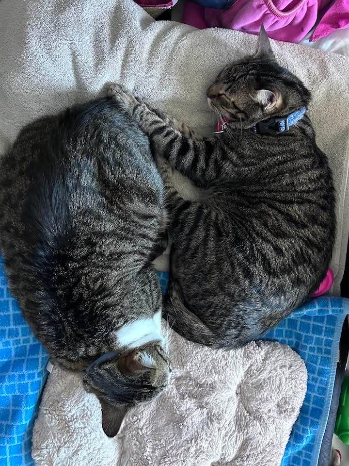 Spice Kitty will miss Pumpkin 😿