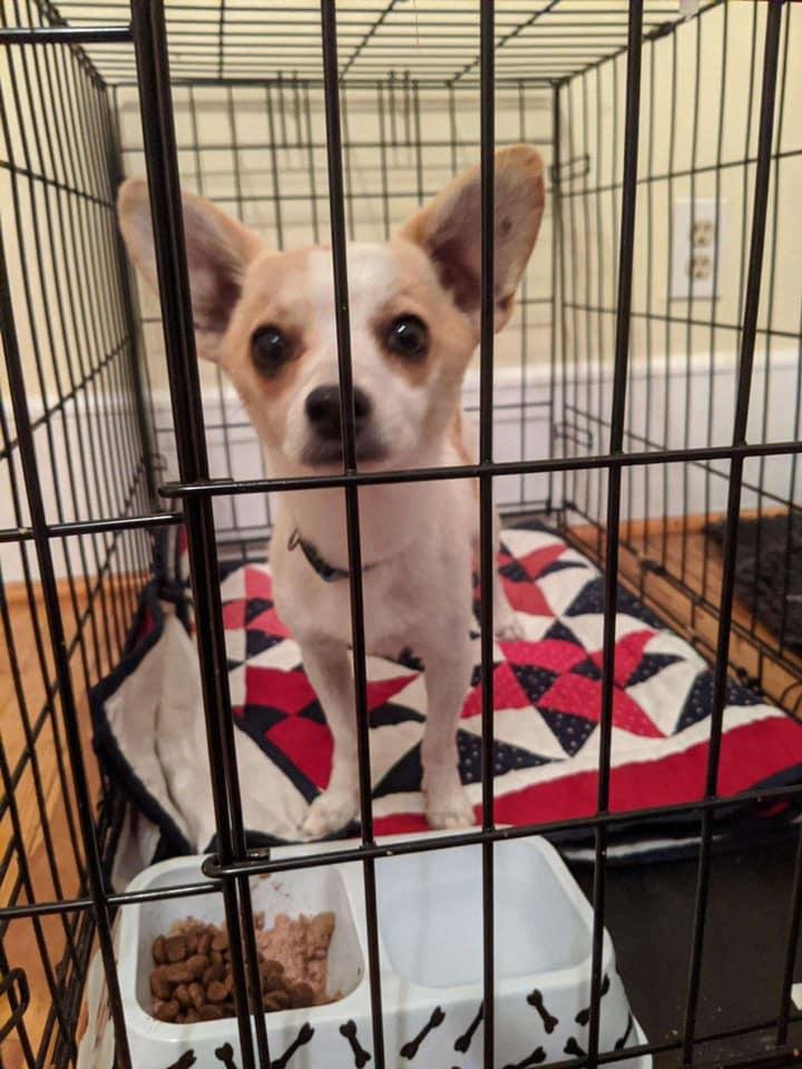 ***REUNITED WITH FAMILY***
Dog Found. Registered as found with Animal Welfare. Male Chihuahua found in Long Neck. Traveled from Waste Water Plant on Cannon Rd as he was spotted there two days in a row but left the area.