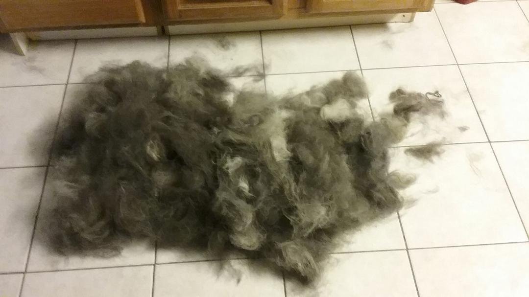 The after math of brushing a long haired German shepherd