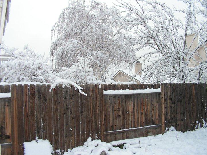 TREES TO THE EAST OUT BACK