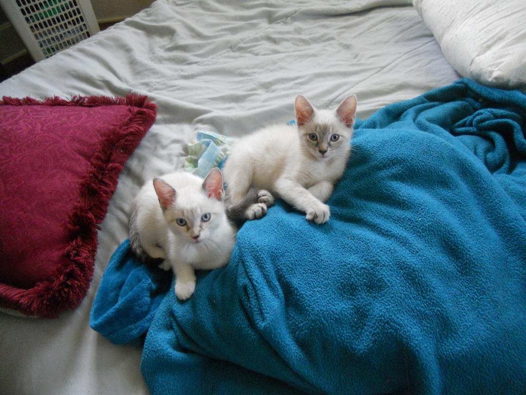 Free to a good home. At this point both are females. 10 weeks old. Potty trained and eat soft and hard food. Mama is a black Siamese. They still have blue eyes.