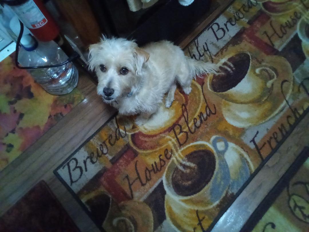 My Dude my buddy goes to work with me too