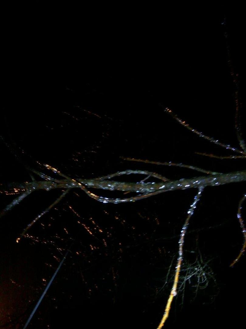 Ice in trees on vinson mt rd near RM