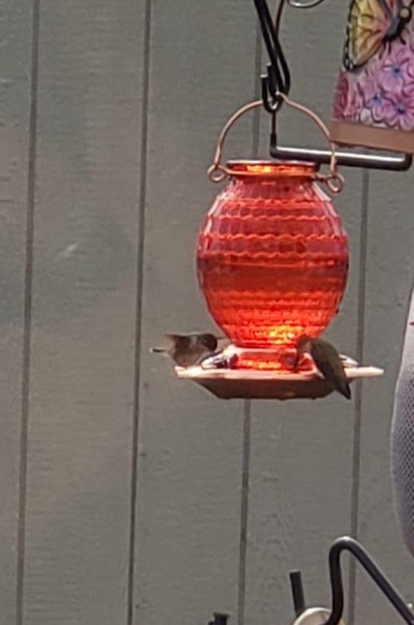 Finally able to get a good picture of the 2 hummingbirds that I see off and on..
