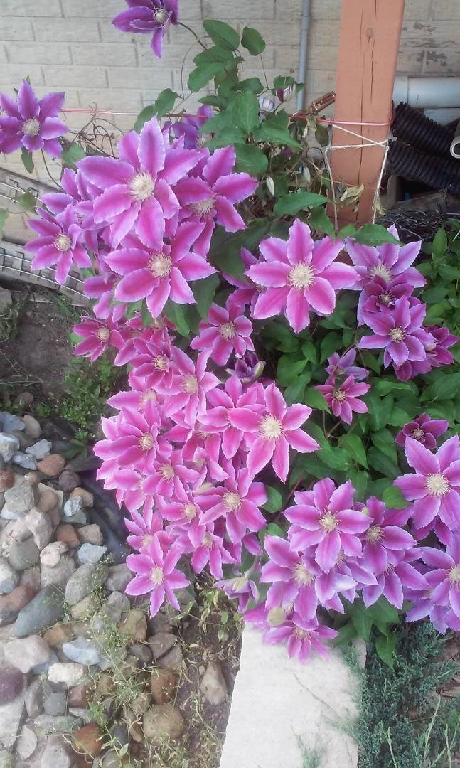 My Dr. Ruppel clematis gets better every year.