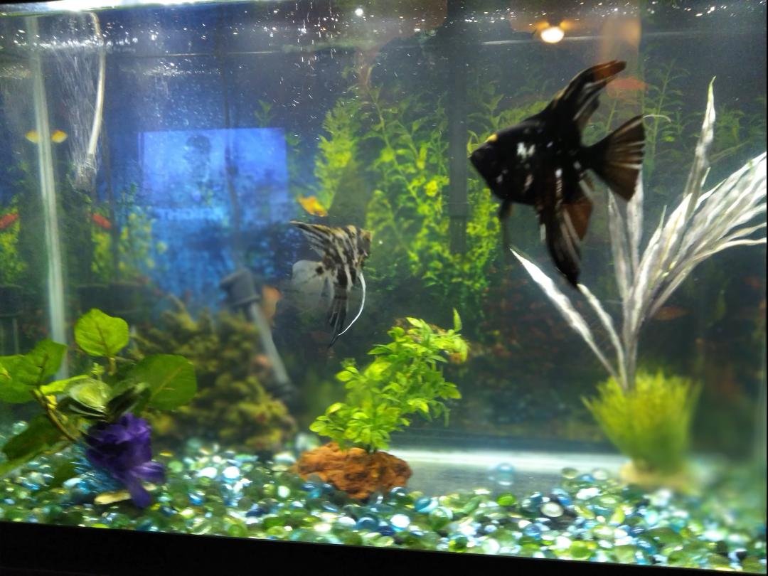 30 gal.aquarium. All the doo-dads plus a beautiful pair of bonded Angelfish. 🥺. Sorry to see them go. All for $250.PM me