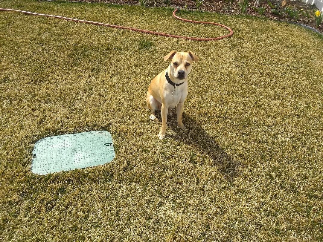 Our newest member of the family, rescue doggie, Rocco.