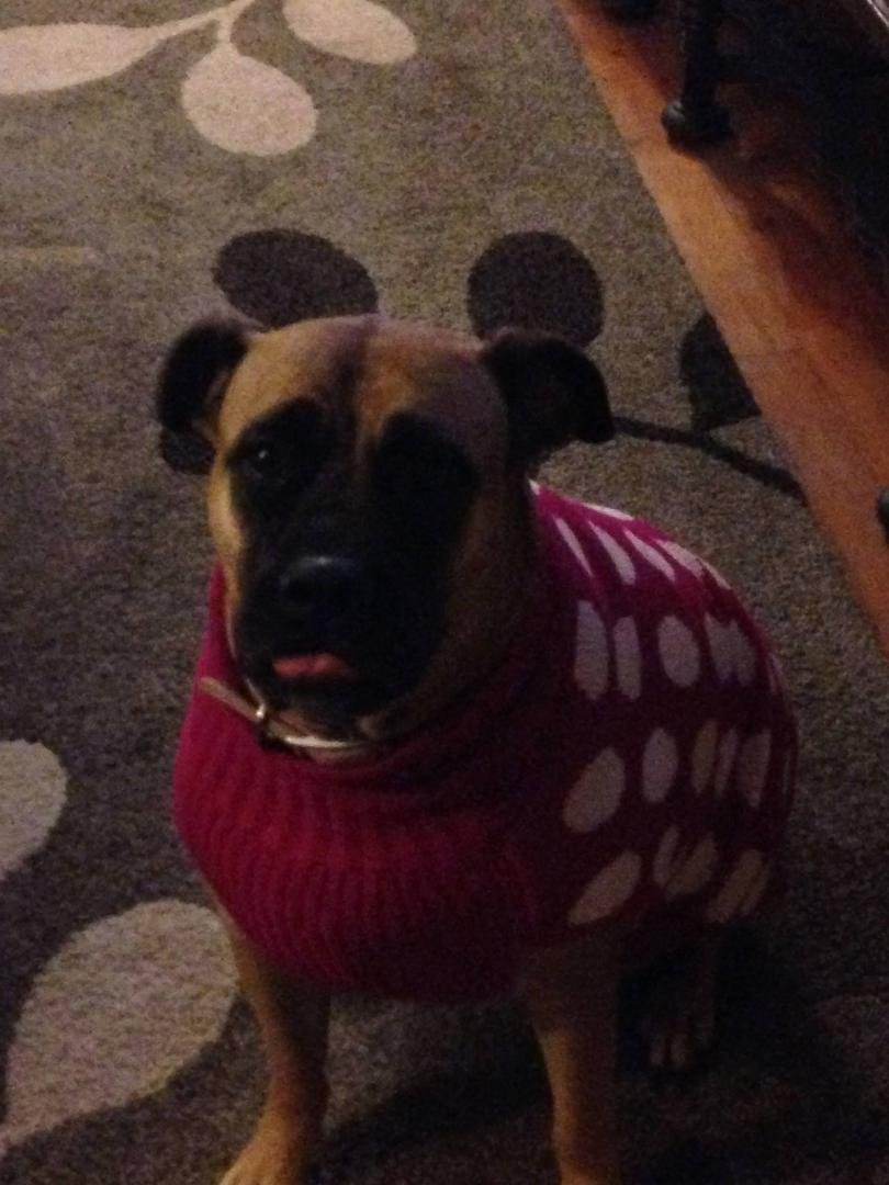 Wendel is ready for the cold snap.
