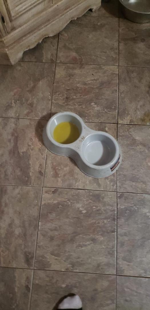Either my dog had to pee bad or she didn't want the other dogs eating anymore of the dog food. I've absolutely seen it all now