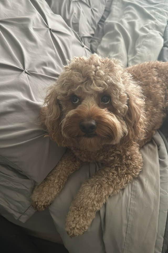 My grandson’s sweet dog! 🥰