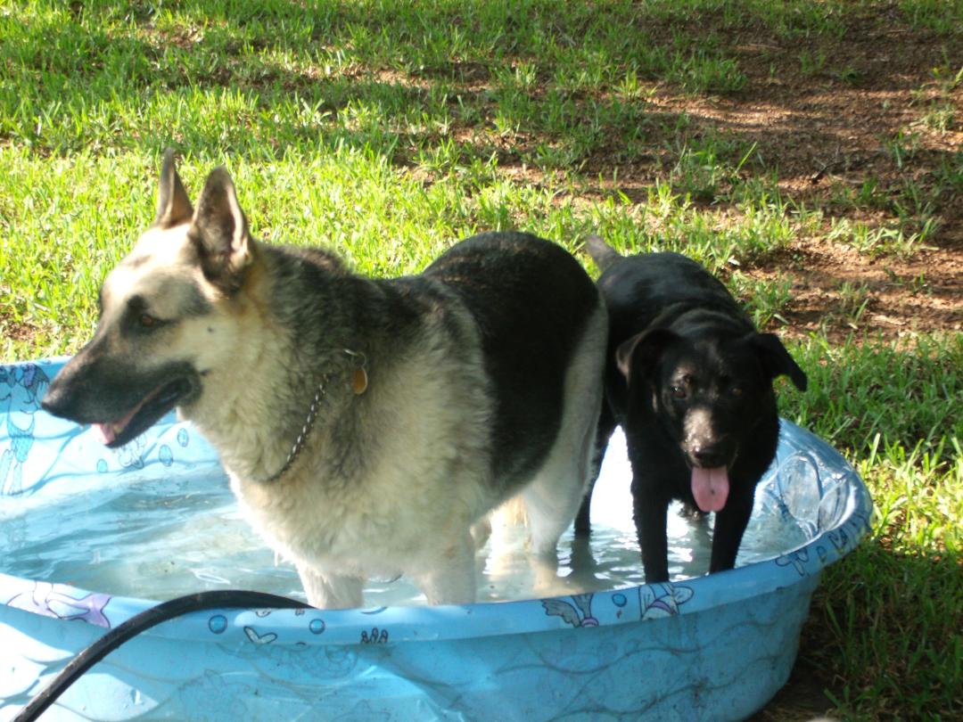 Our other babies...JJ and Blacky!