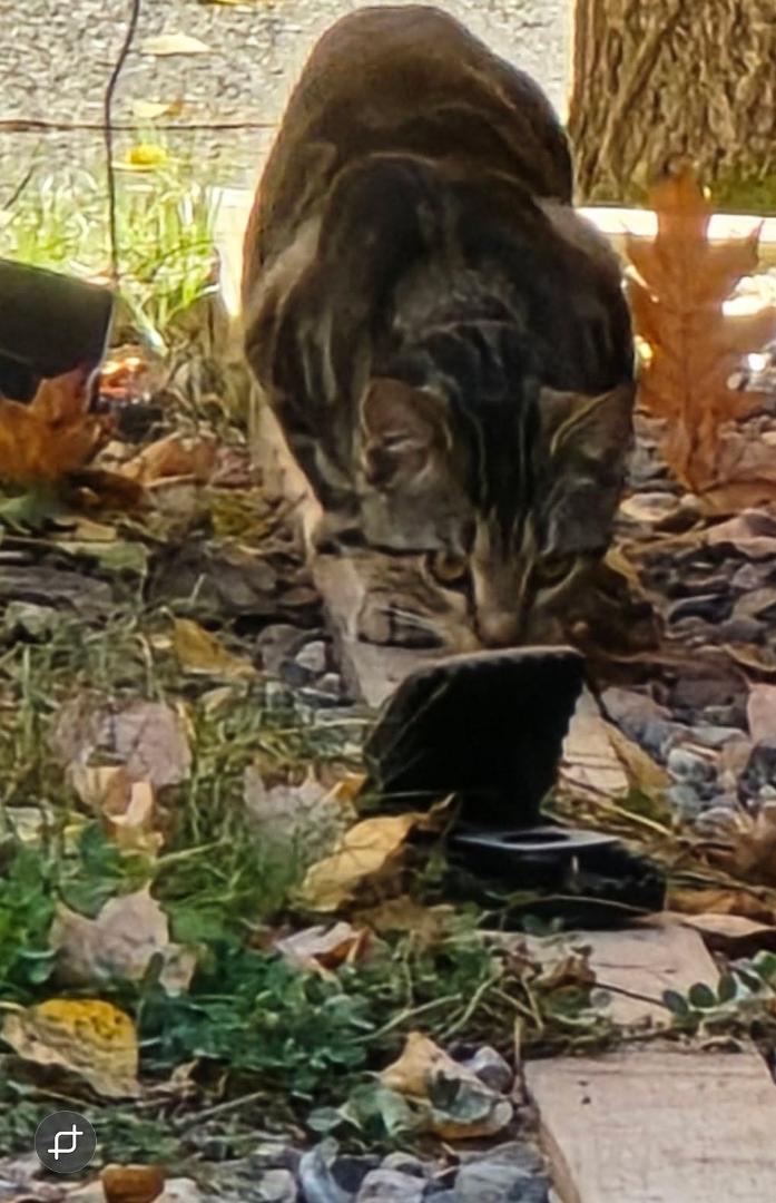 Neighbors cat hanging out waiting for dinner to arrive.