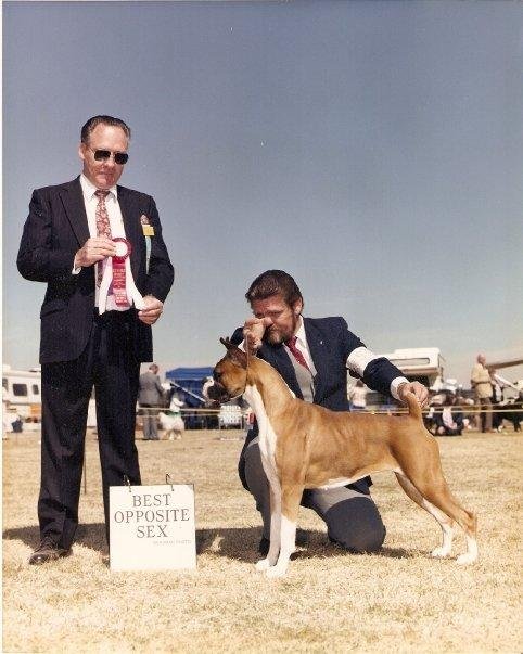 My Boxer CH. Sugar & Spice