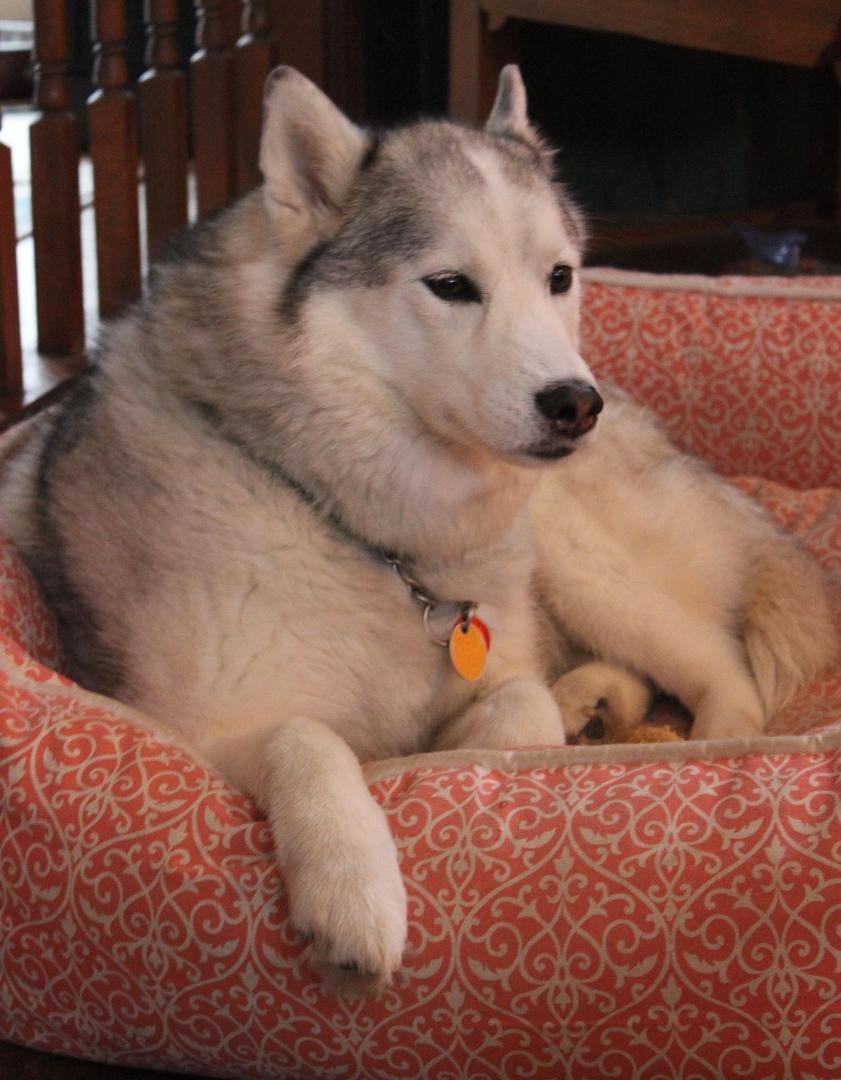 Mya