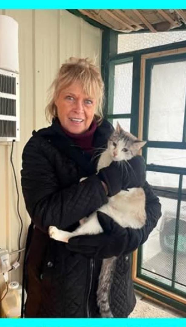 Sweet Lola came to LAPP pregnant. She delivered 5 beautiful kittens who have been adopted. And now it's Lola's turn. You can see how relaxed and in love with her
Momma.