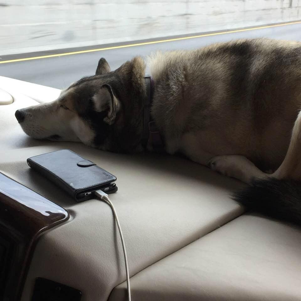 My big boy Kaze, sleeping on the das board as we drive east on I 20. He has bern doing this since Texas.