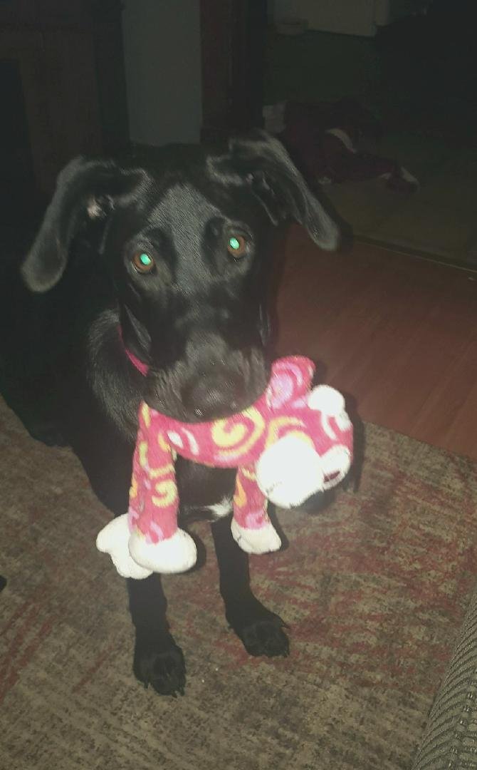 Charlie got a new toy today