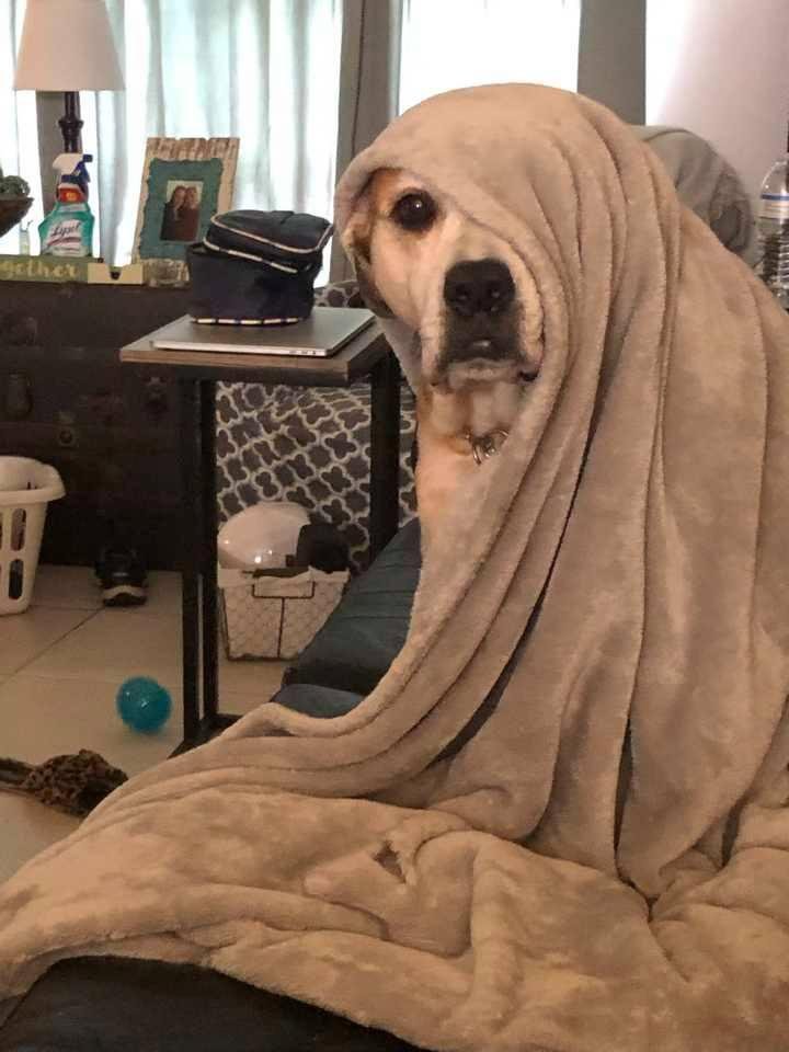 I was having my coffee this morning on the couch. I look to my right and this is what I see. This dog CRACKS ME UP!! 🐾💜