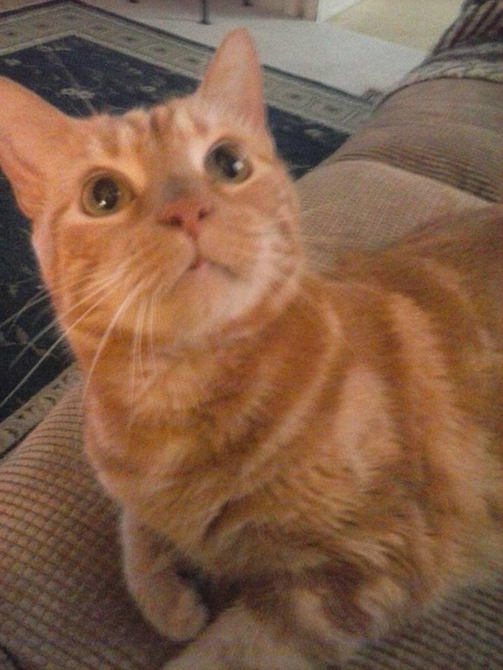 My baby boy (tiger) or as o call him bobo