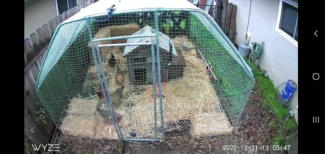 Went and got straw and feed for the chickens. Farmers don't get weekends or holidays off.