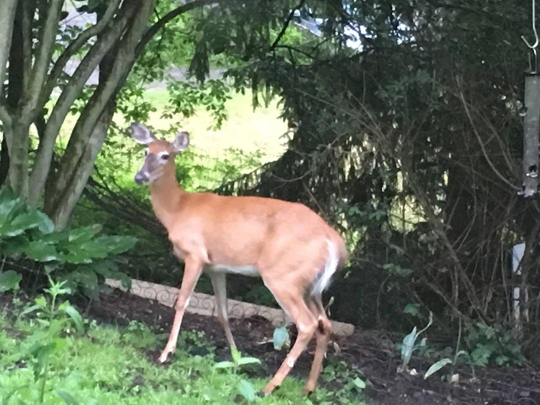 Visitor to the bird feeder