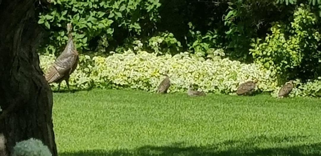More of the zoo menagerie at the Bergman's