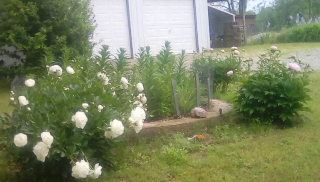 Bettys peonies yesterday morning before the rain totally beat them down.