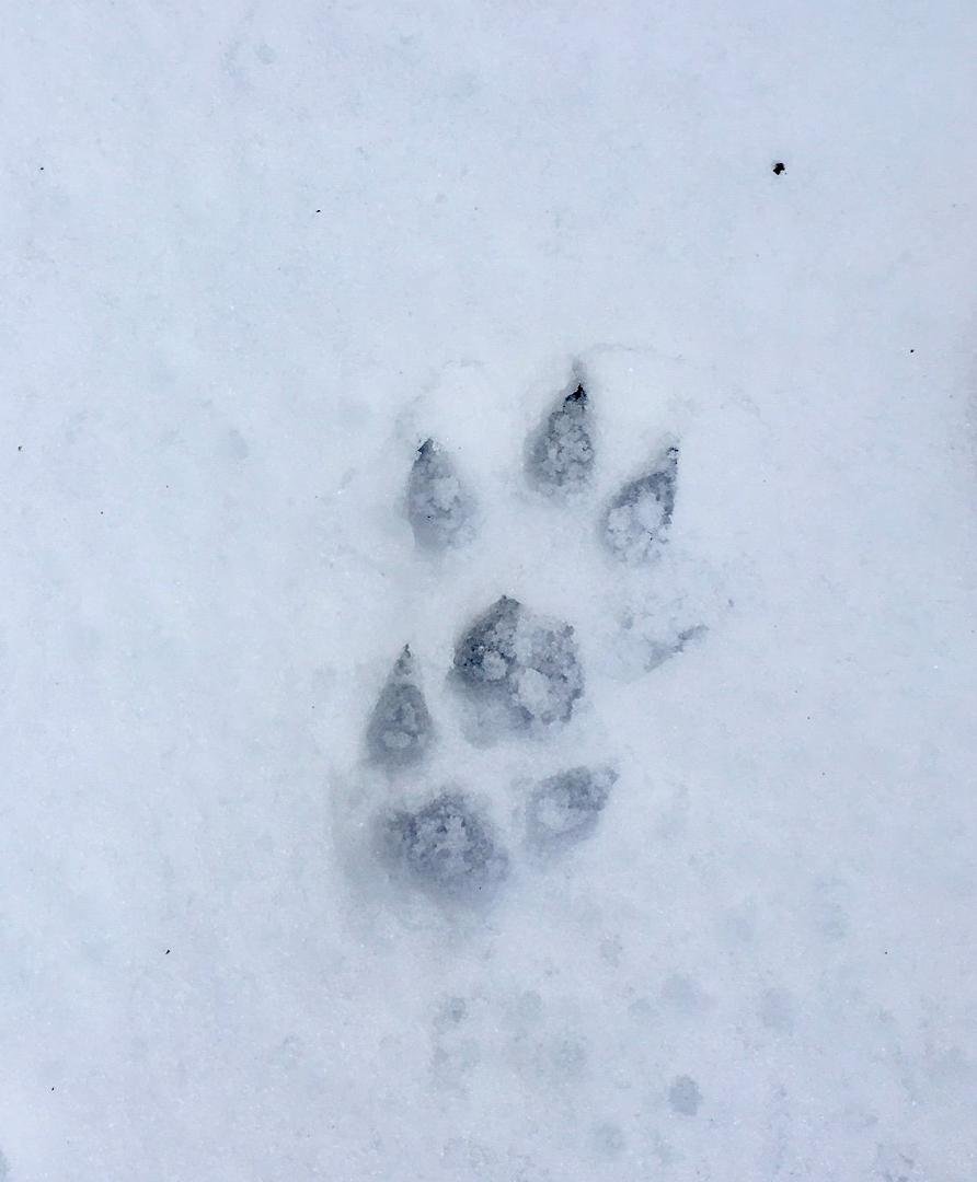 Yep!  We've got bears in the woods behind our house.... Yikes!!