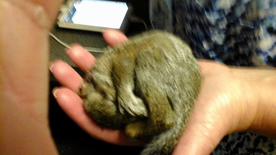Rescued a baby squirrel